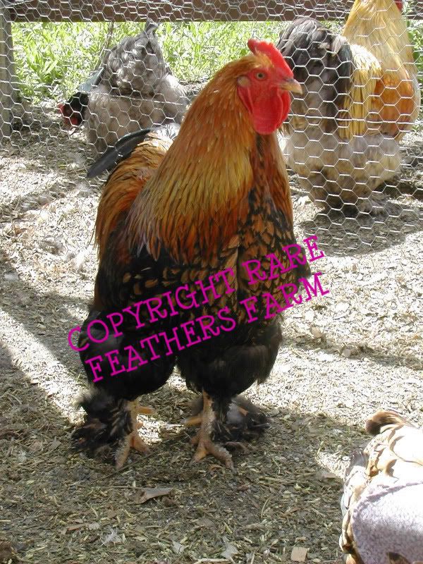 6+ LF Golden Laced Cochin Hatching Eggs BackYard Chickens Learn How